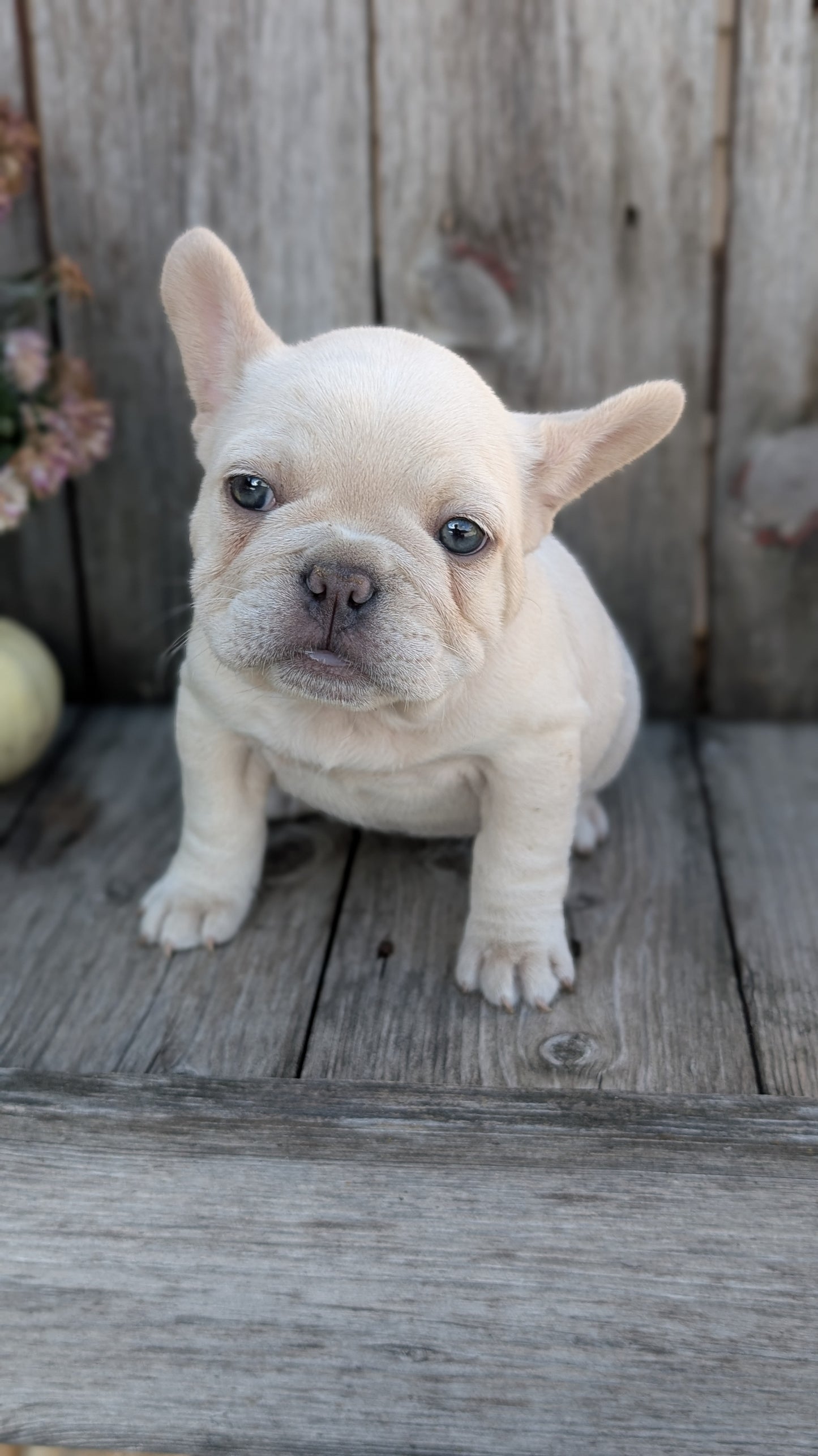 FRENCH BULLDOG (09/09) FEMALE