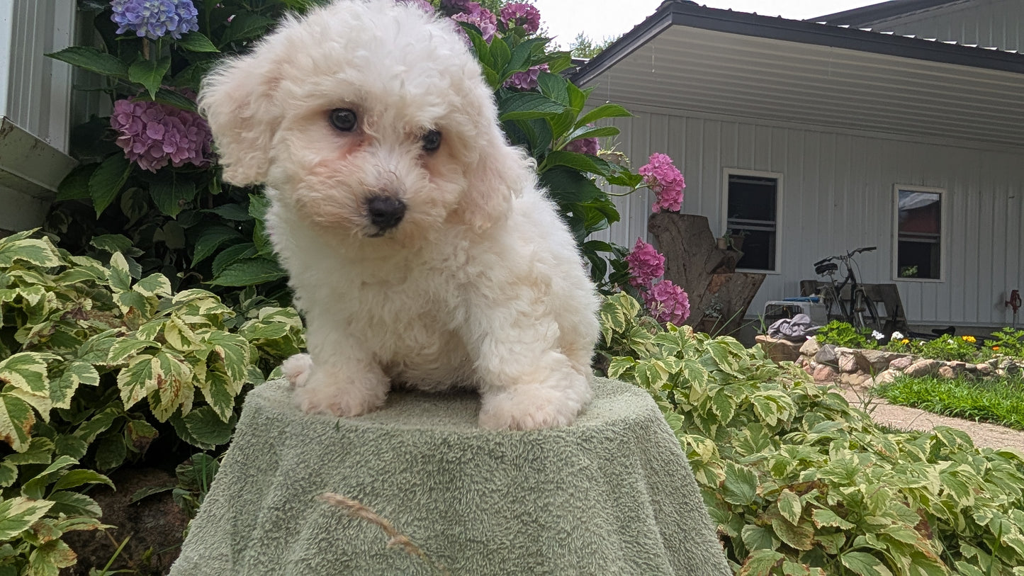 BICHON FRISE (06/19) FEMALE