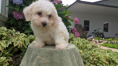 BICHON FRISE (06/19) FEMALE