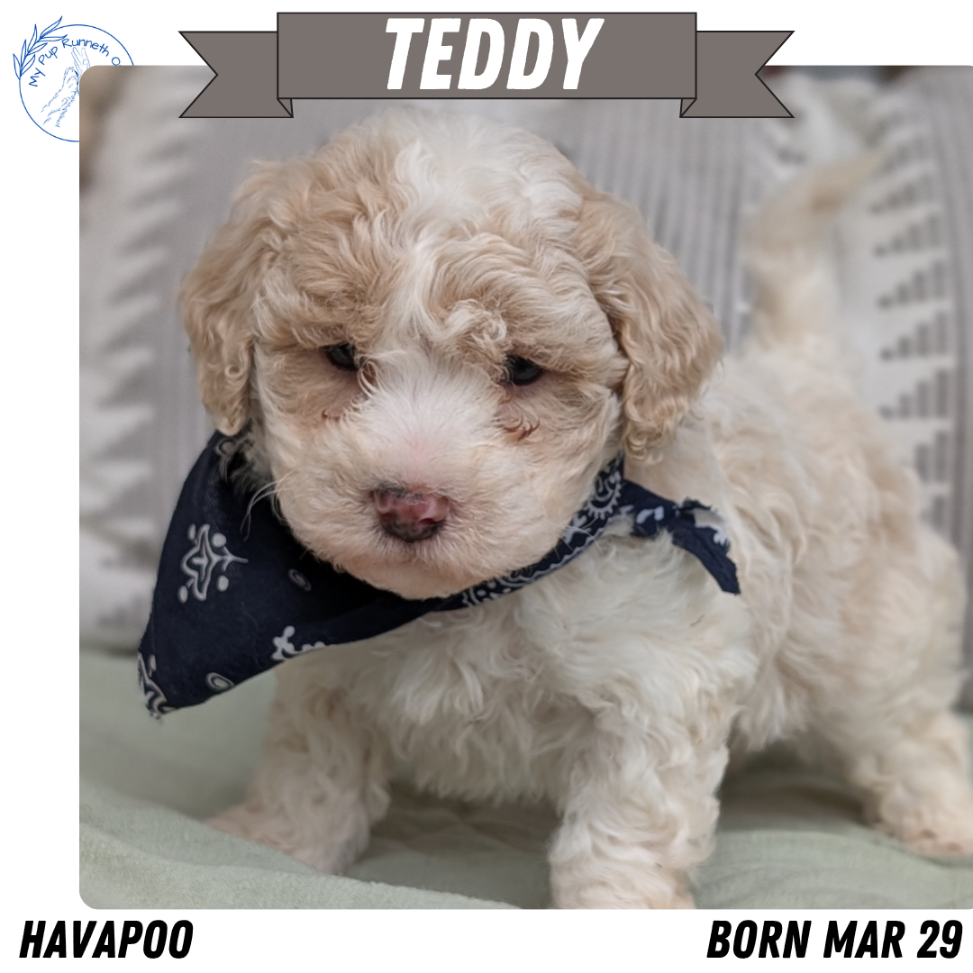 HAVAPOO (MAR 29) MALES