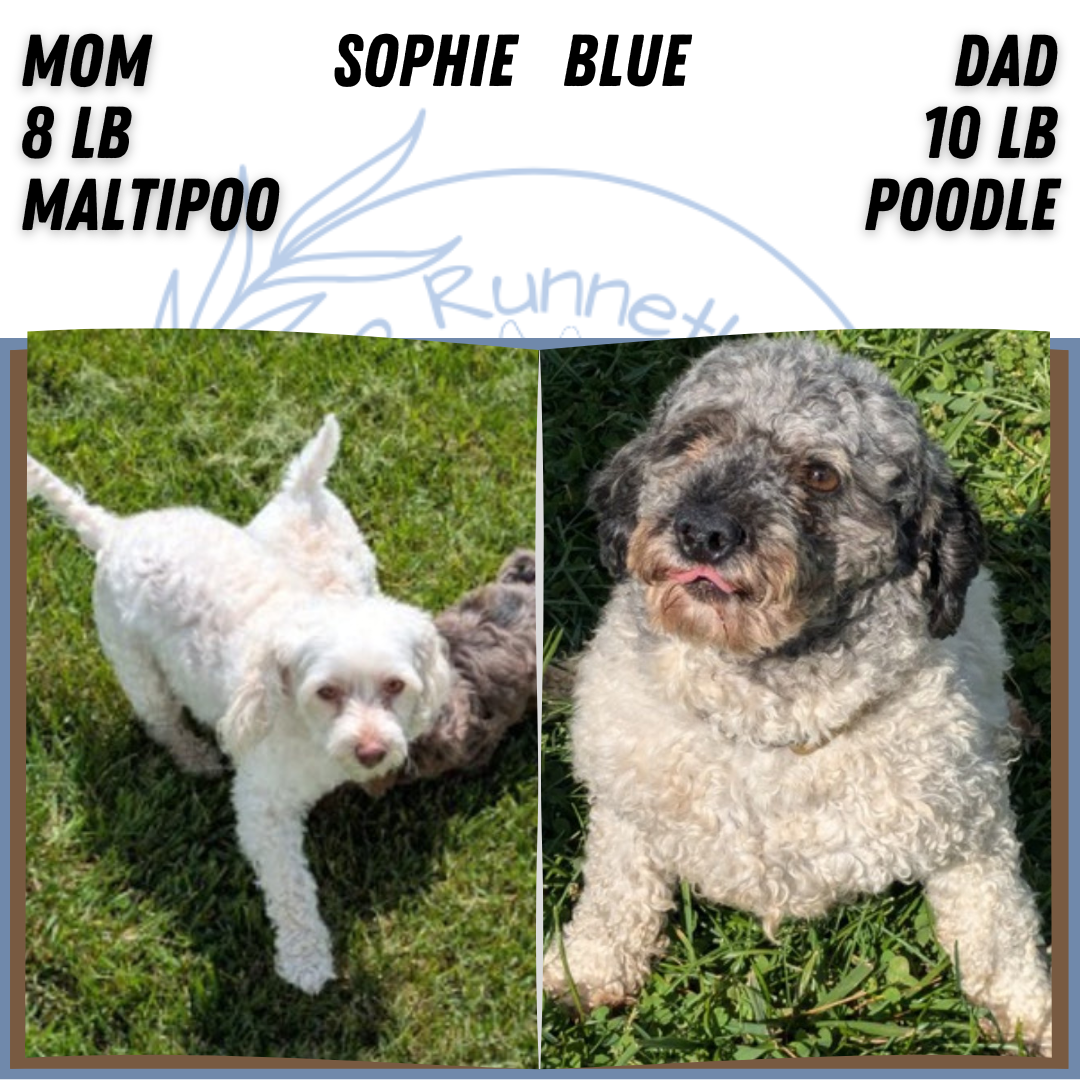 MALTIPOO (APR 05) FEMALES