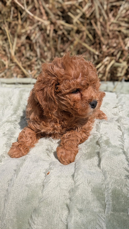 MINI POODLE (03/18) FEMALE