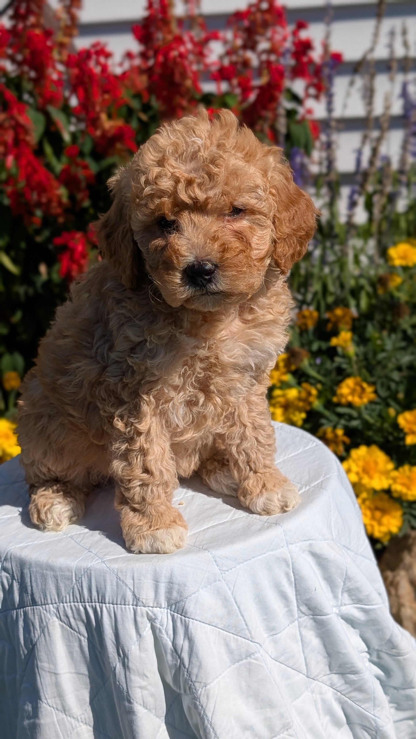 MINI GOLDENDOODLE (08/15) FEMALE