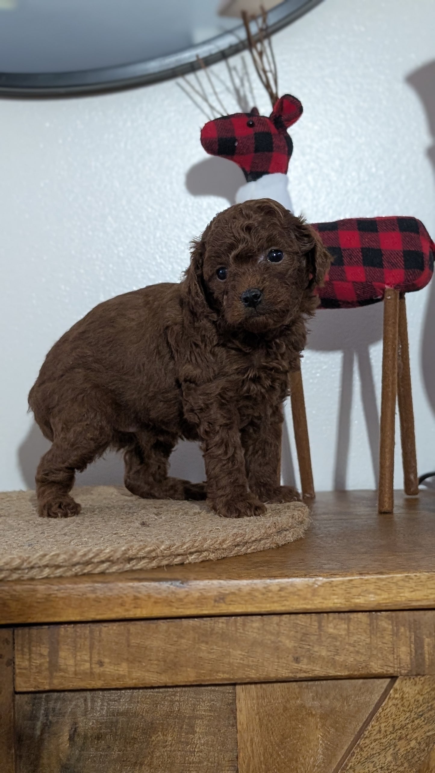 MINI POODLE (NOV 14) MALES