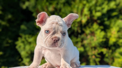 FRENCH BULLDOG (AUG 22) 3 MALES/1 FEMALE