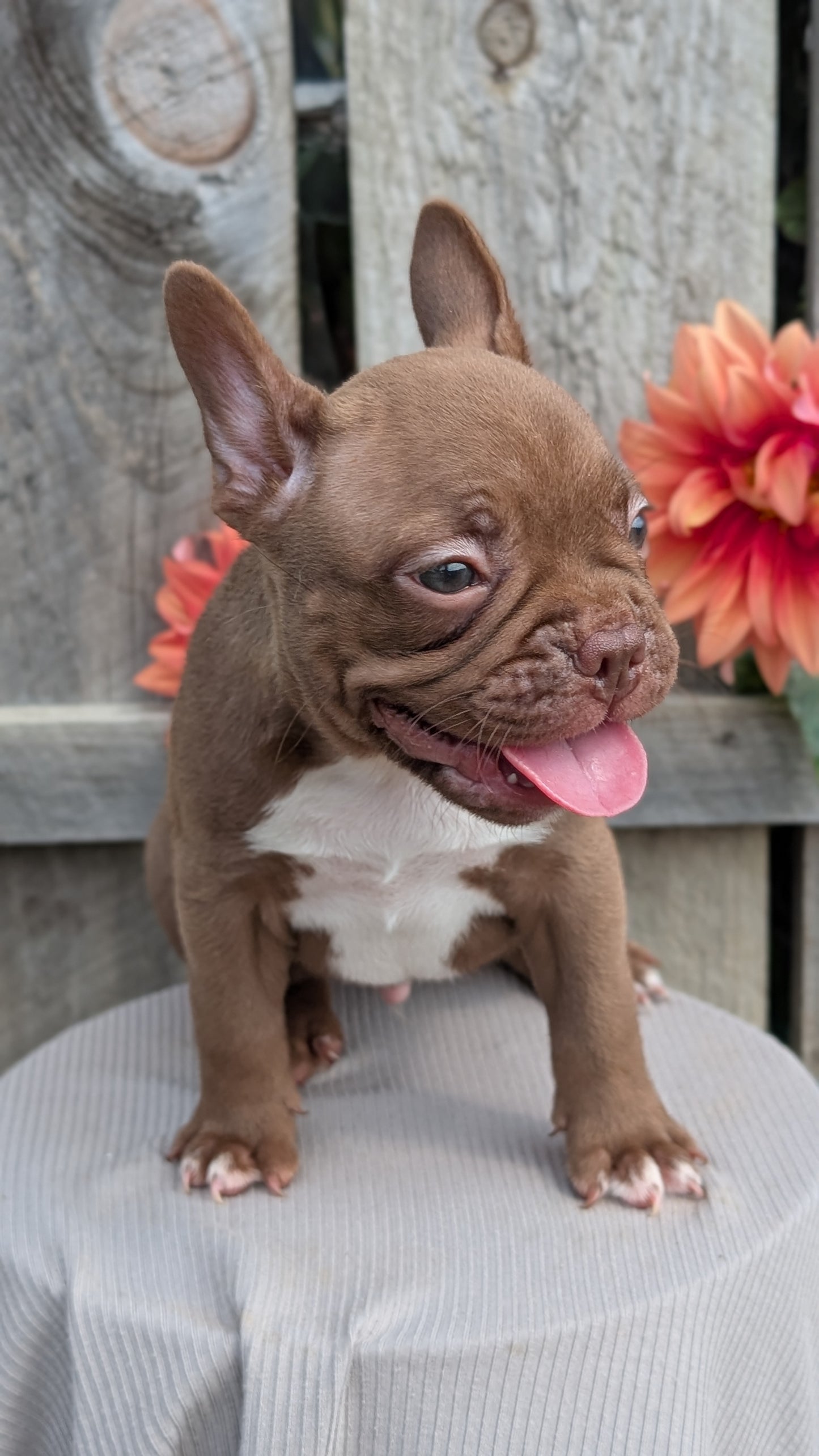 FRENCHTON (JUL 14) 2 MALES/1 FEMALE