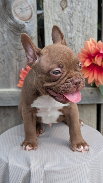 FRENCHTON (JUL 14) 2 MALES/1 FEMALE