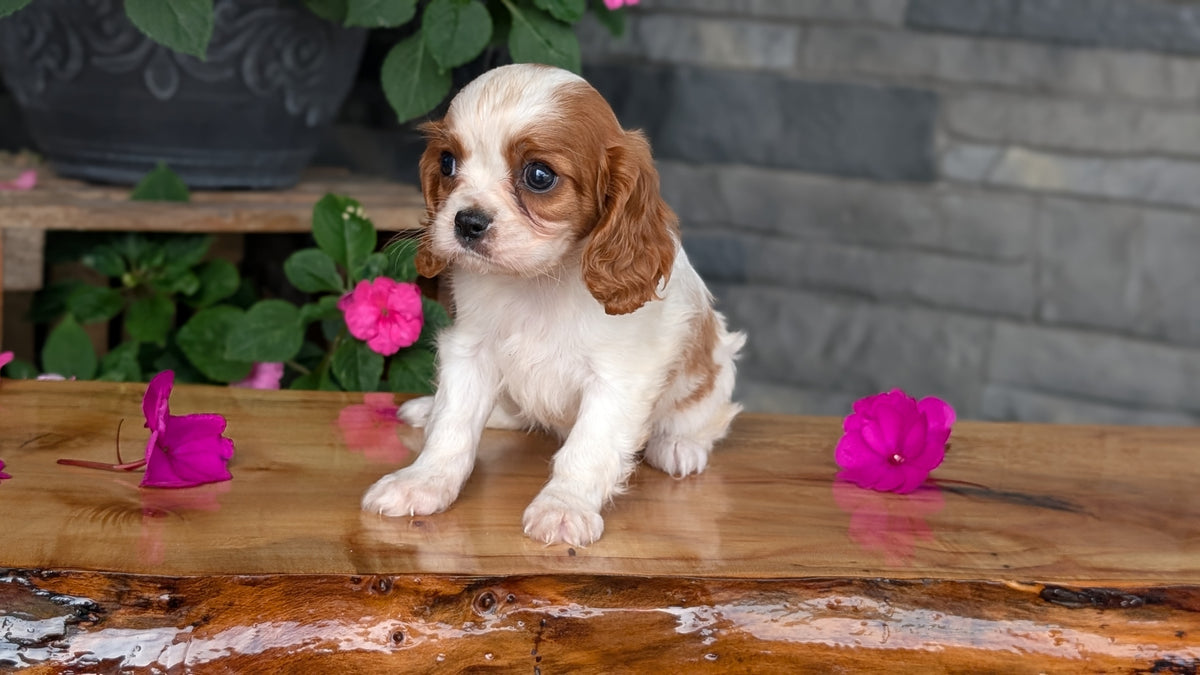 CAVALIER (JUL 29) 3 FEMALES