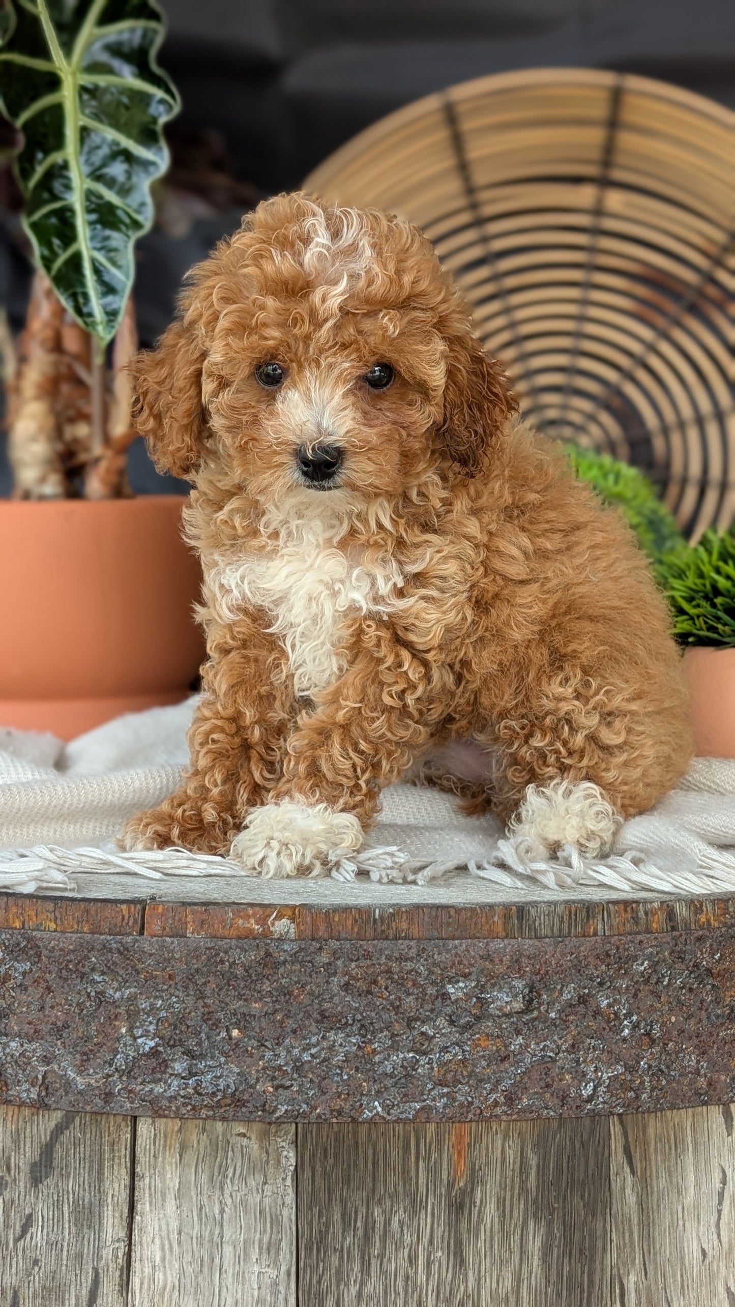COCKAPOO (MAY 22) FEMALES