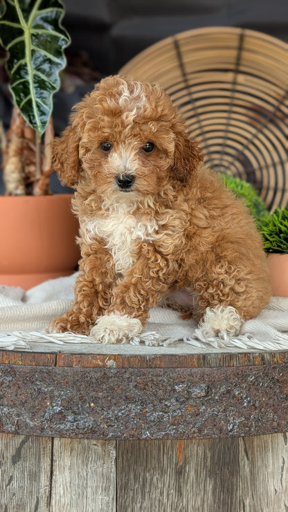 COCKAPOO (MAY 22) FEMALES