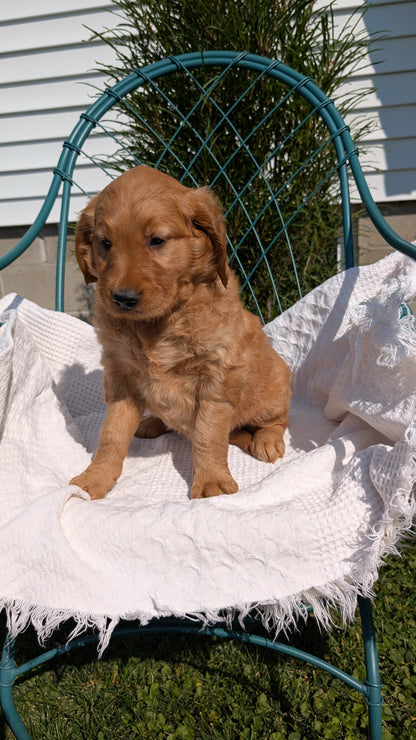 GOLDEN RETRIEVER (07/24) FEMALE