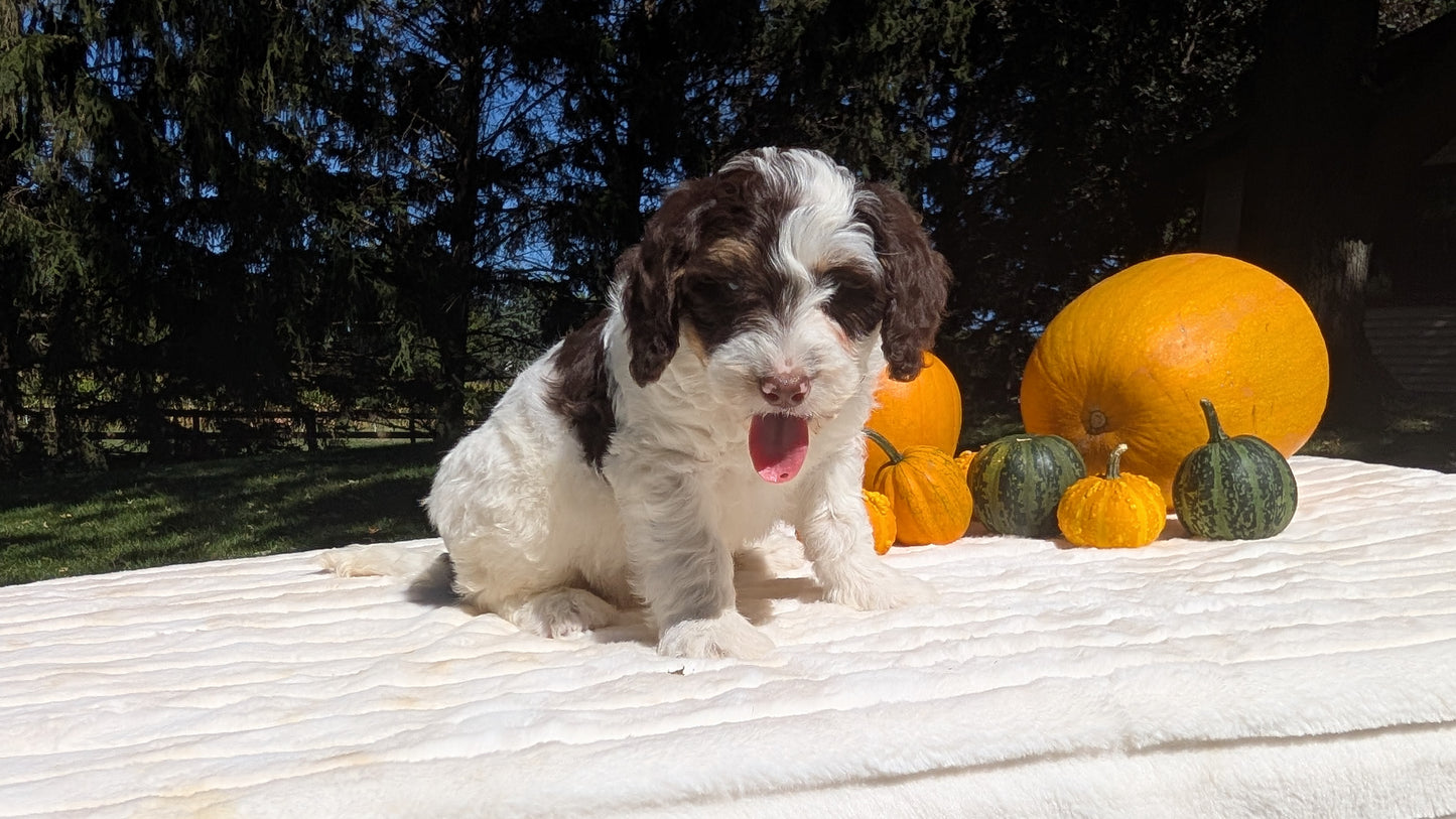 MINI BERNEDOODLE (07/25) MALE