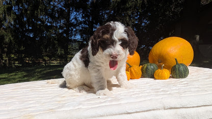 MINI BERNEDOODLE (07/25) MALE