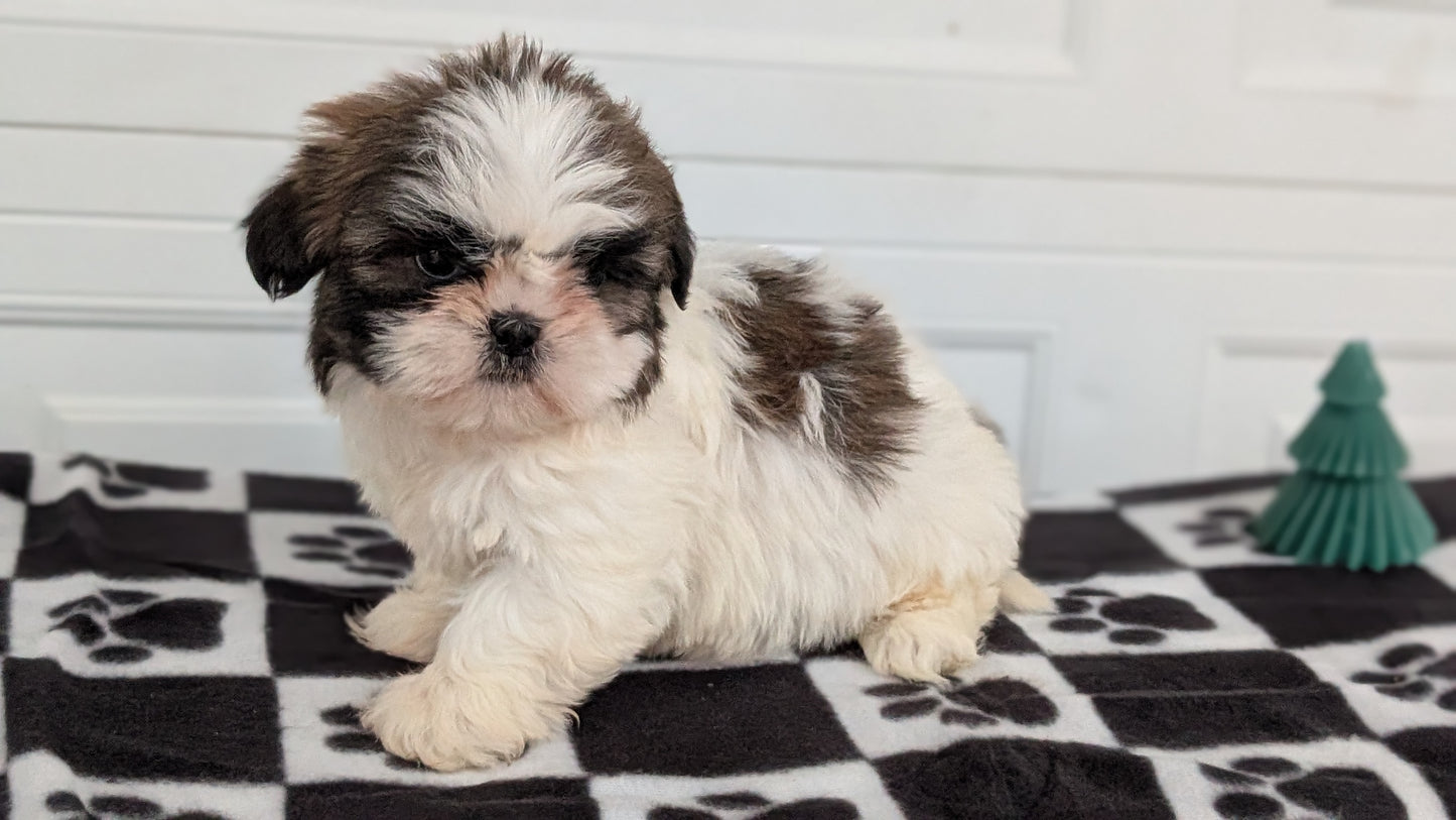 SHIH TZU (NOV 15) FEMALES