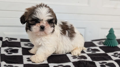 SHIH TZU (NOV 15) FEMALES