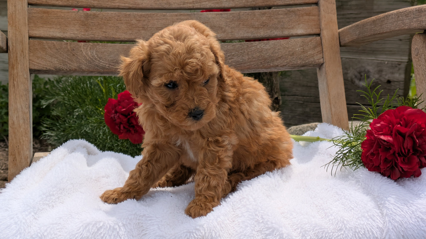 MINI POODLE (03/30) FEMALE