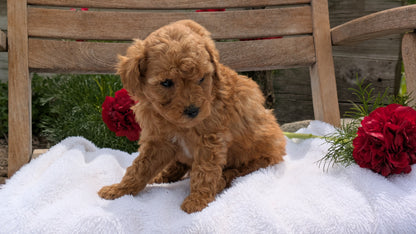 MINI POODLE (03/30) FEMALE