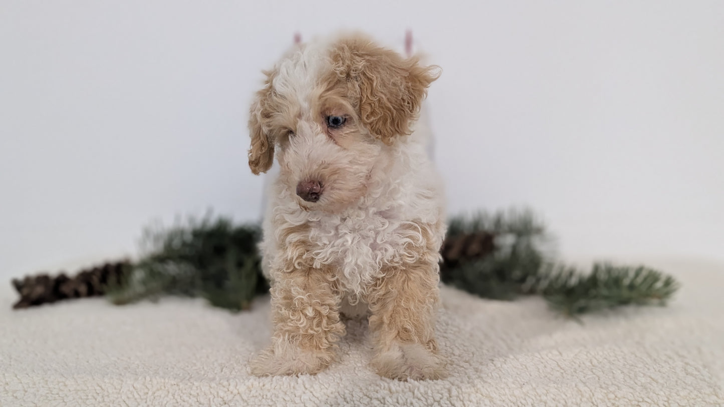 TOY POODLE (08/23) FEMALE