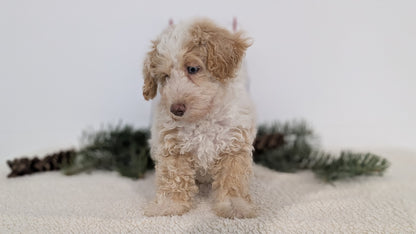 TOY POODLE (08/23) FEMALE