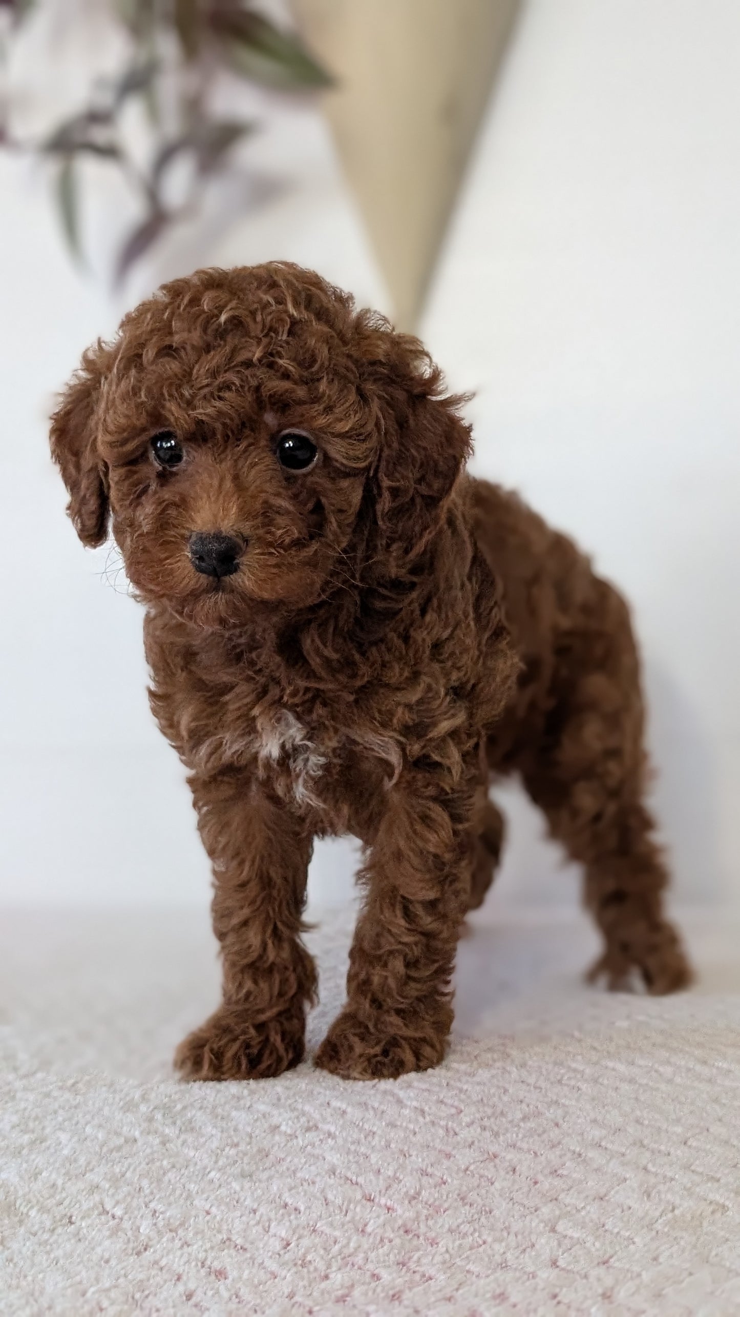 TOY POODLE (DEC 03) FEMALE
