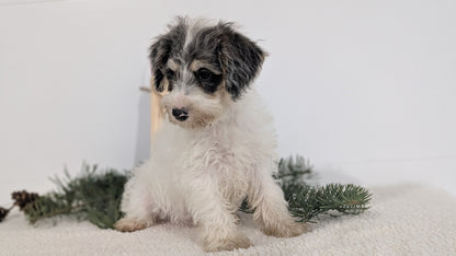 SCHNOODLE (09/20) MALE