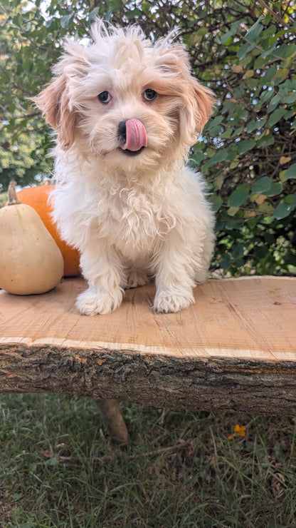 TEDDY BEAR (06/29) FEMALE