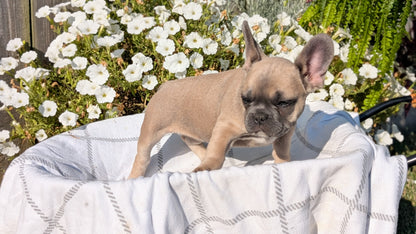 FRENCH BULLDOG (07/03) FEMALE