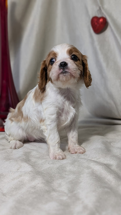 CAVALIER (DEC 03) FEMALES