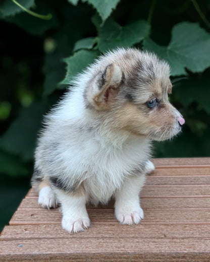 CORGI (JUN 22) FEMALE