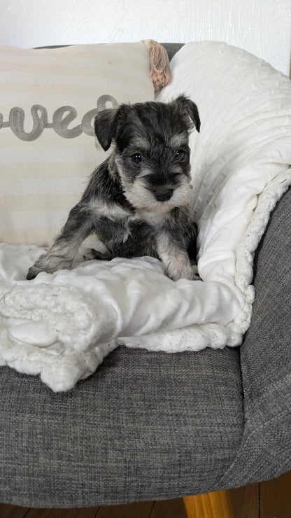 MINI SCHNAUZER (01/20) FEMALE