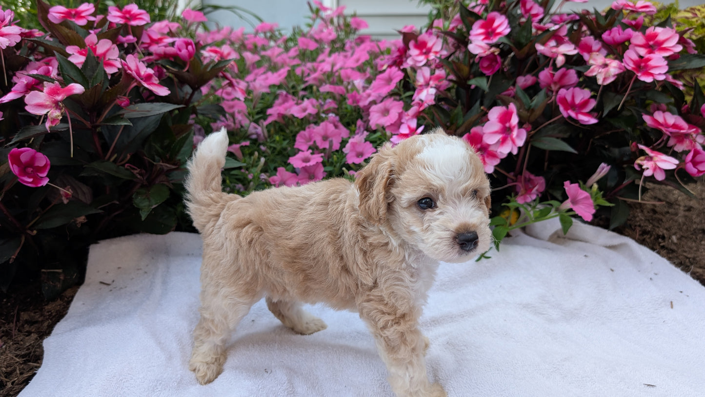 MINI AUSSIEDOODLE (06/21) MALE