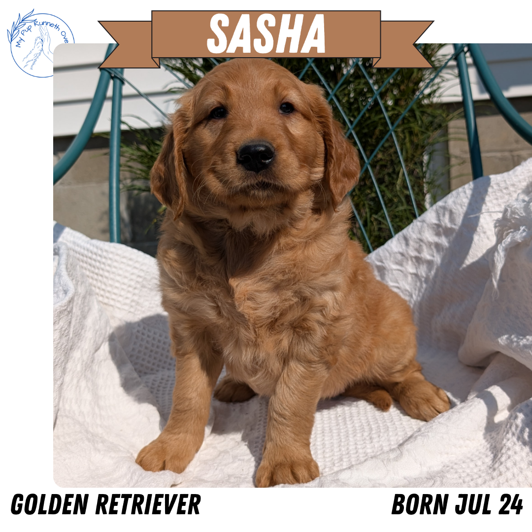 GOLDEN RETRIEVER (07/24) FEMALE