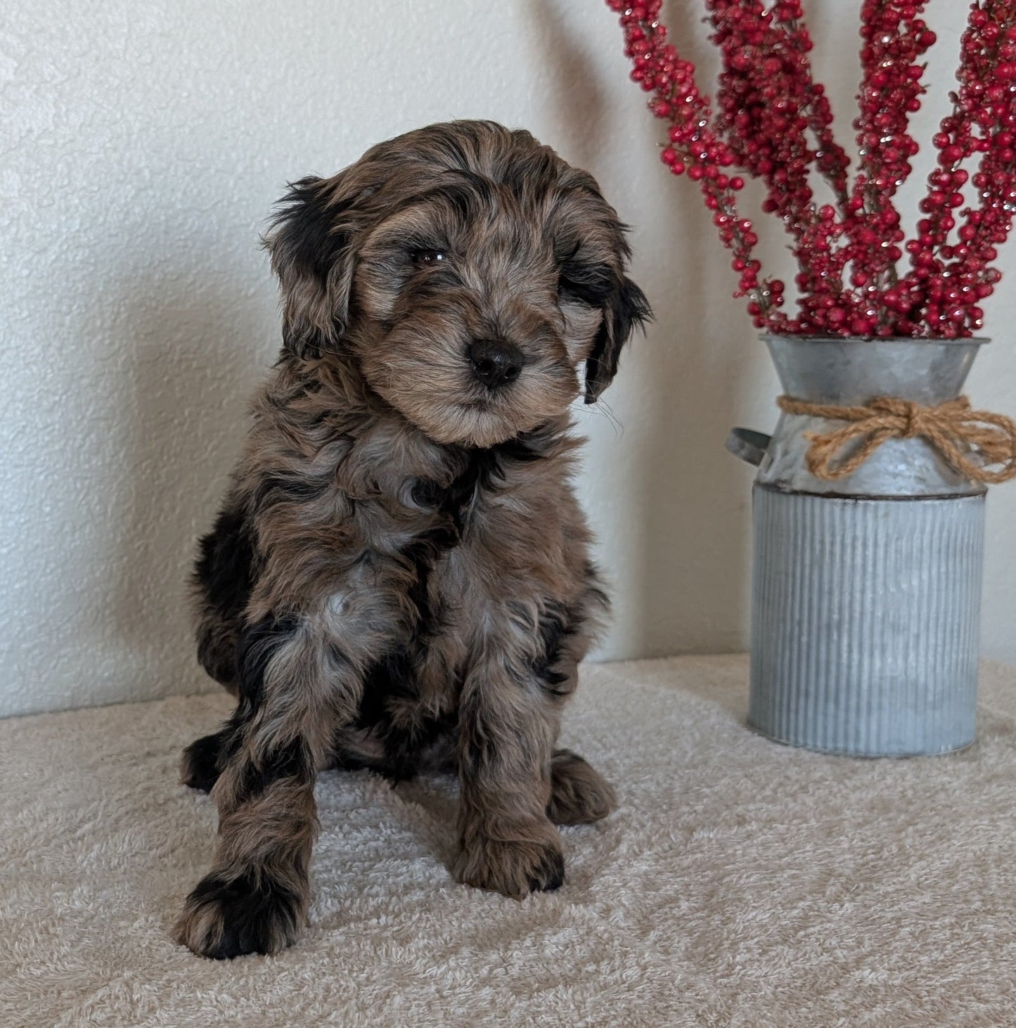 MINI BERNEDOODLE (OCT 15) FEMALES