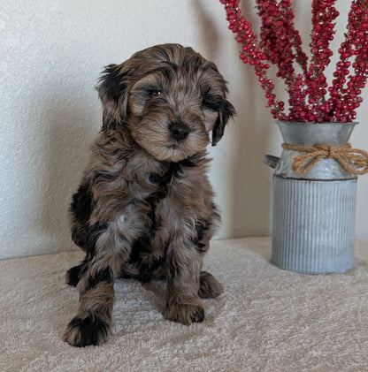 MINI BERNEDOODLE (OCT 15) FEMALES