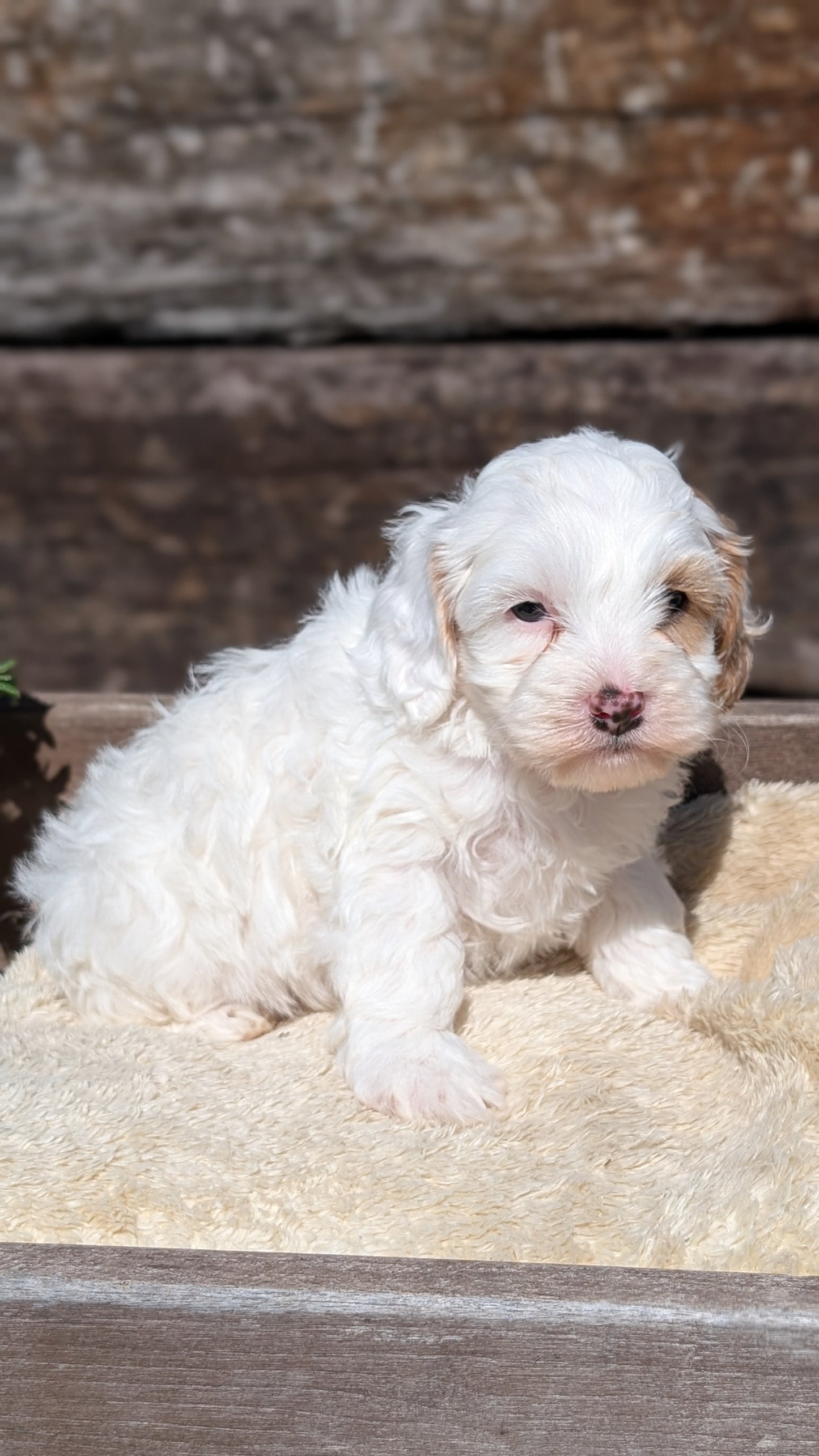 COCKAPOO (MAY 13) MALES