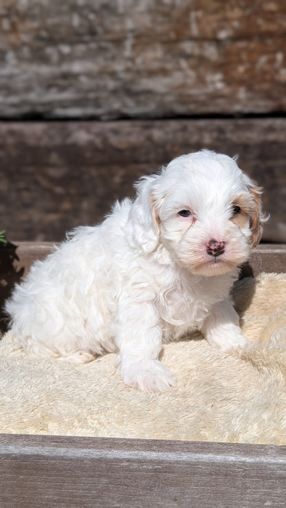 COCKAPOO (MAY 13) MALES