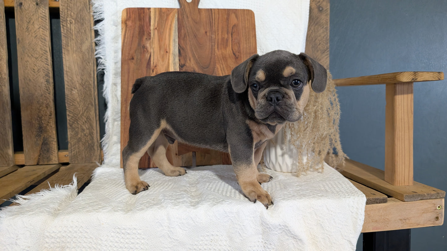 FRENCH BULLDOG (05/23) MALE