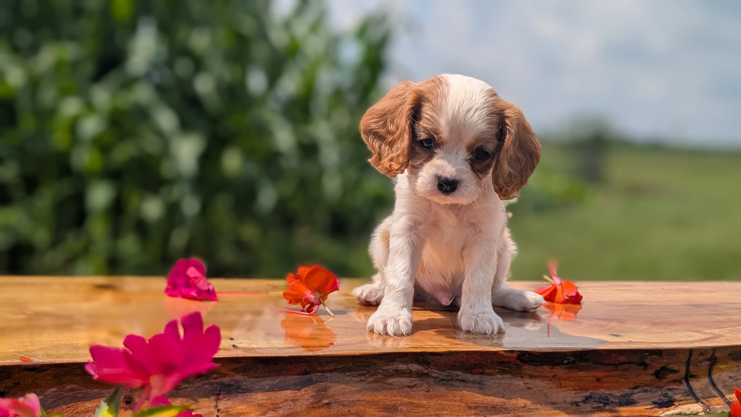 CAVALIER (MAY 30) MALES