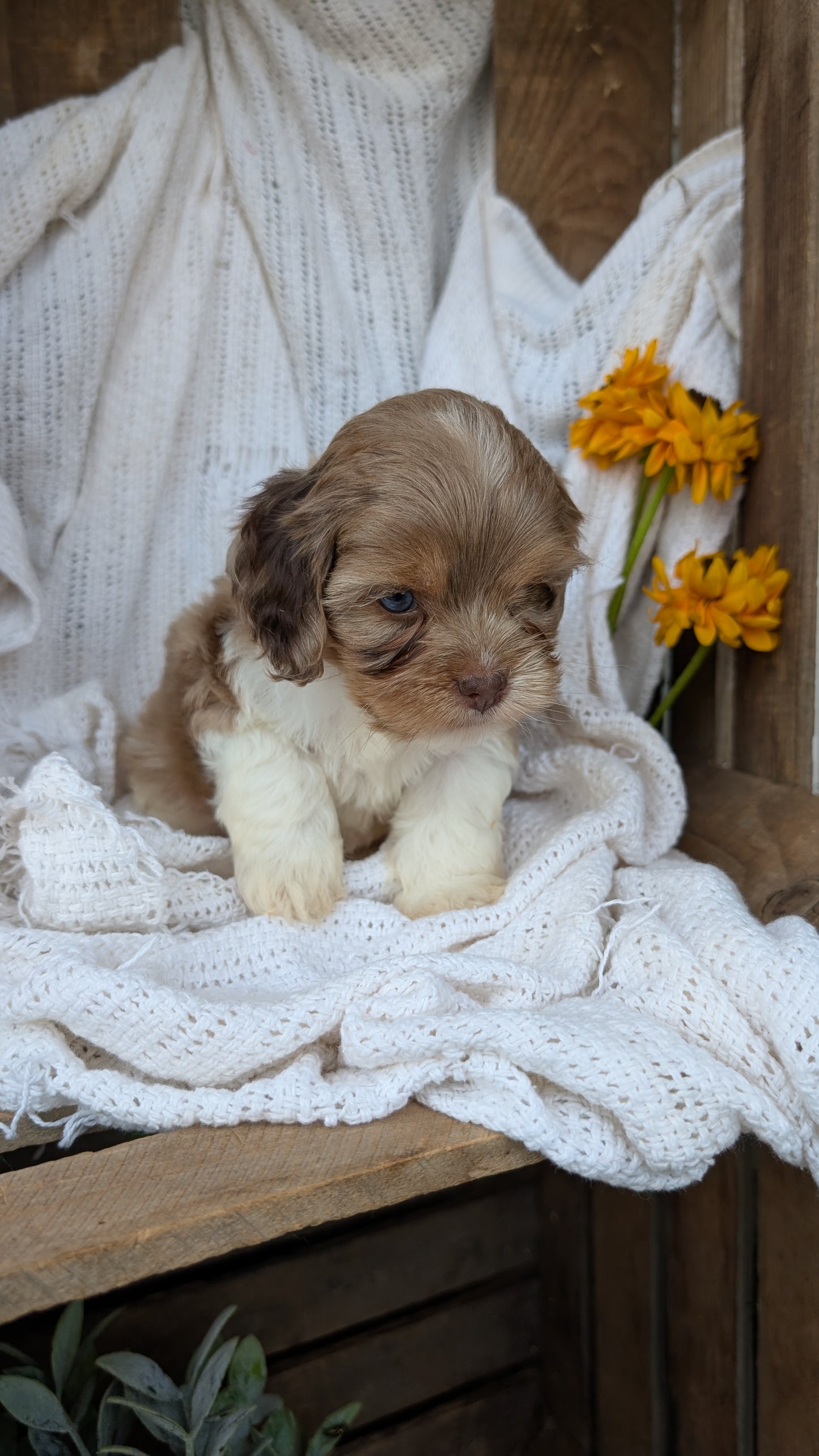 COCKAPOO (06/02) MALE