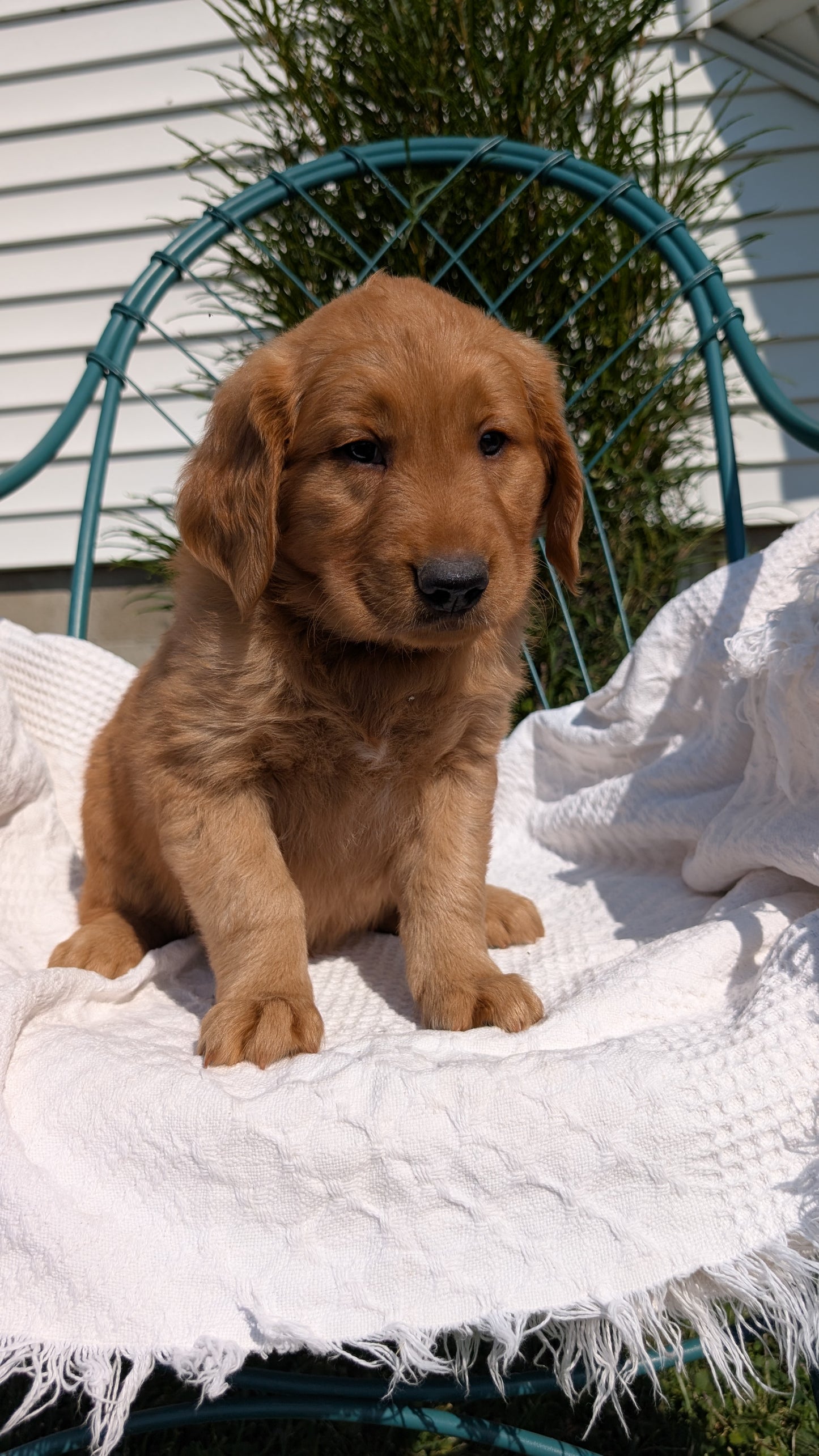 GOLDEN RETRIEVER (07/24) MALE