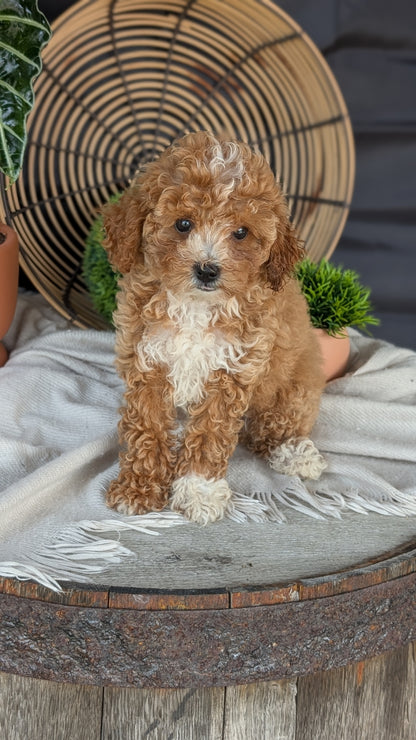 COCKAPOO (MAY 22) FEMALES