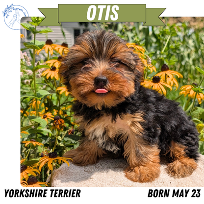YORKSHIRE TERRIER (05/23) MALE