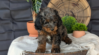 CAVAPOO (MAY 23) MALES