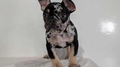 FRENCH BULLDOG (JAN 20) MALE