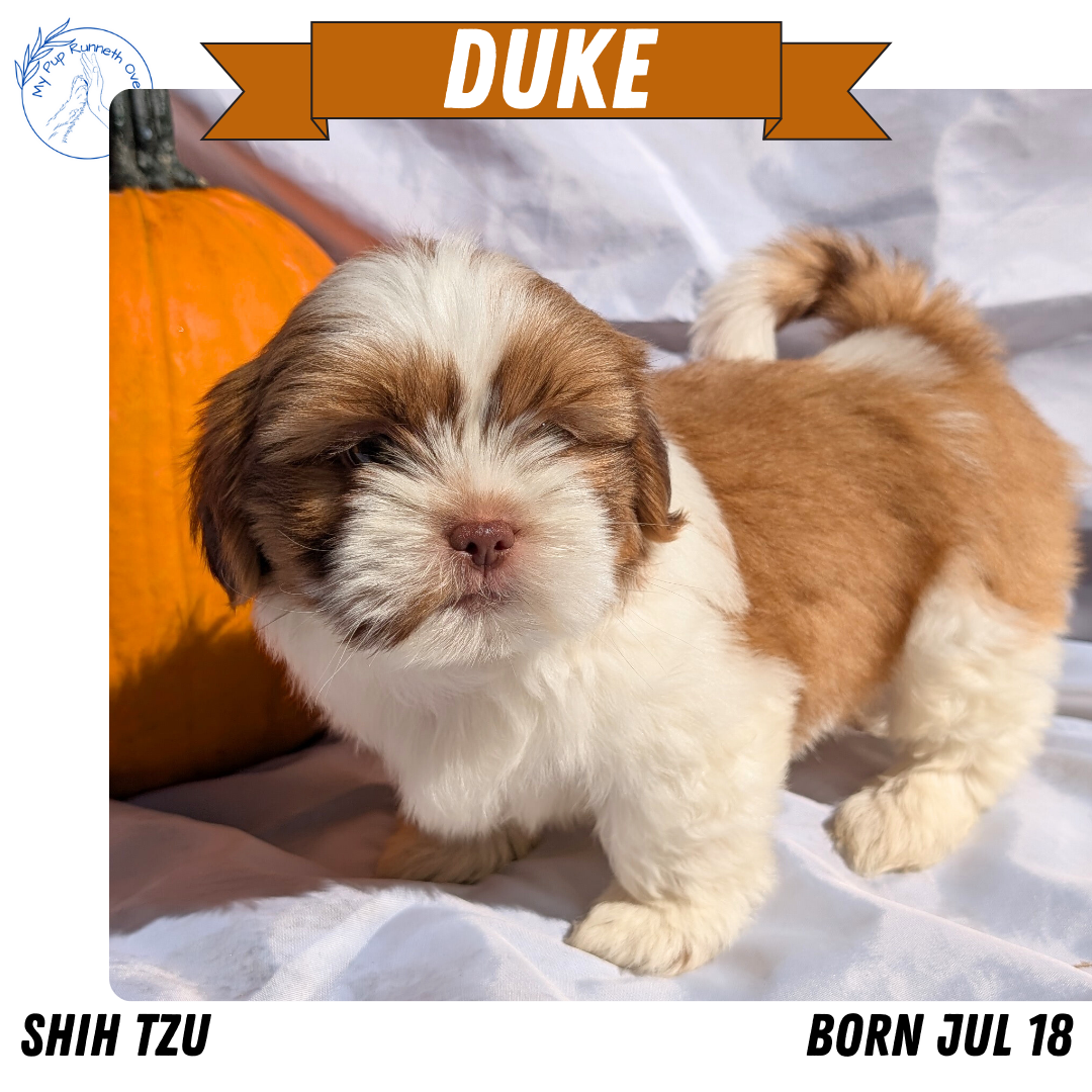 SHIH TZU (07/18) MALE