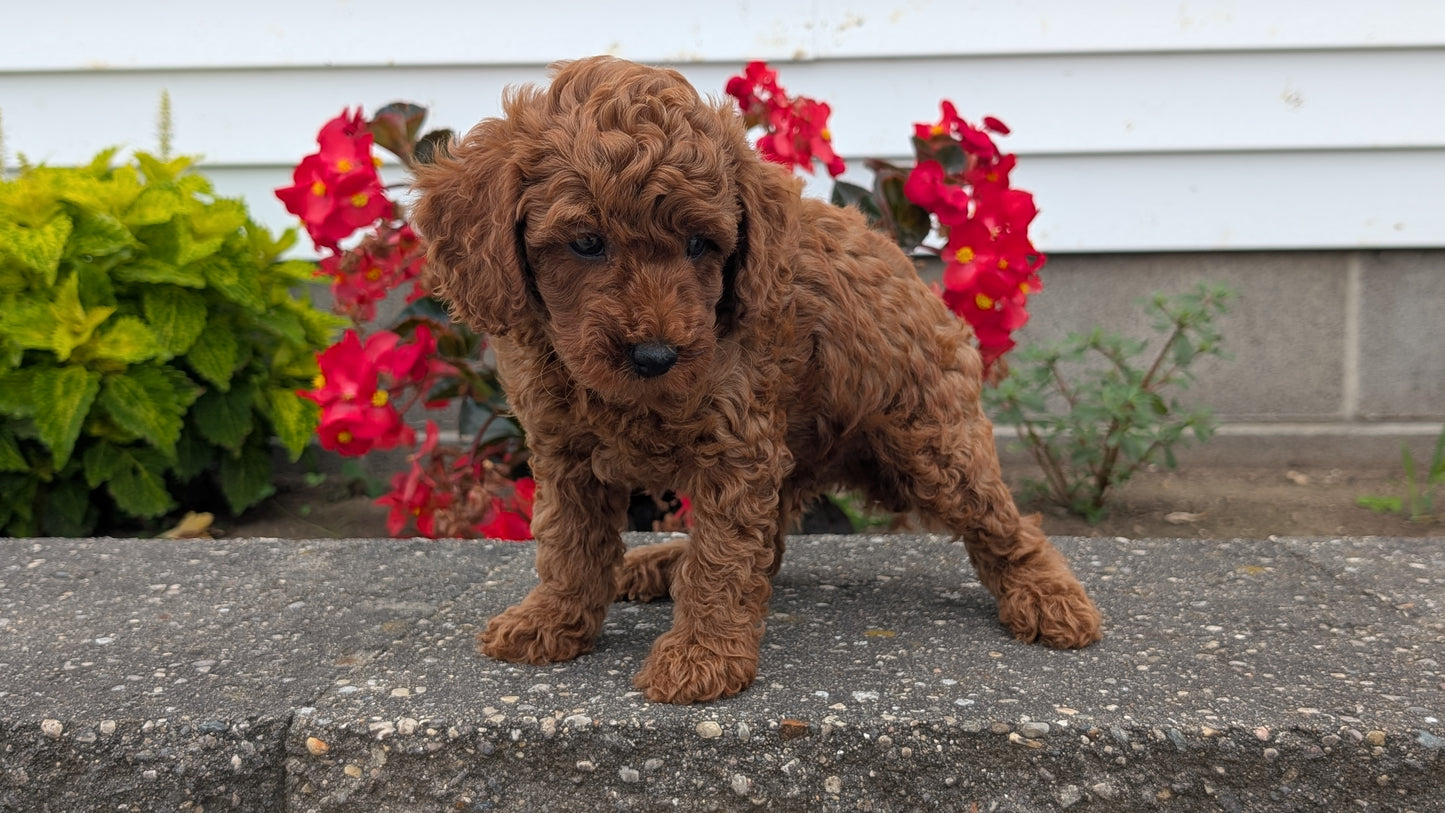 TOY POODLE (07/04) MALE