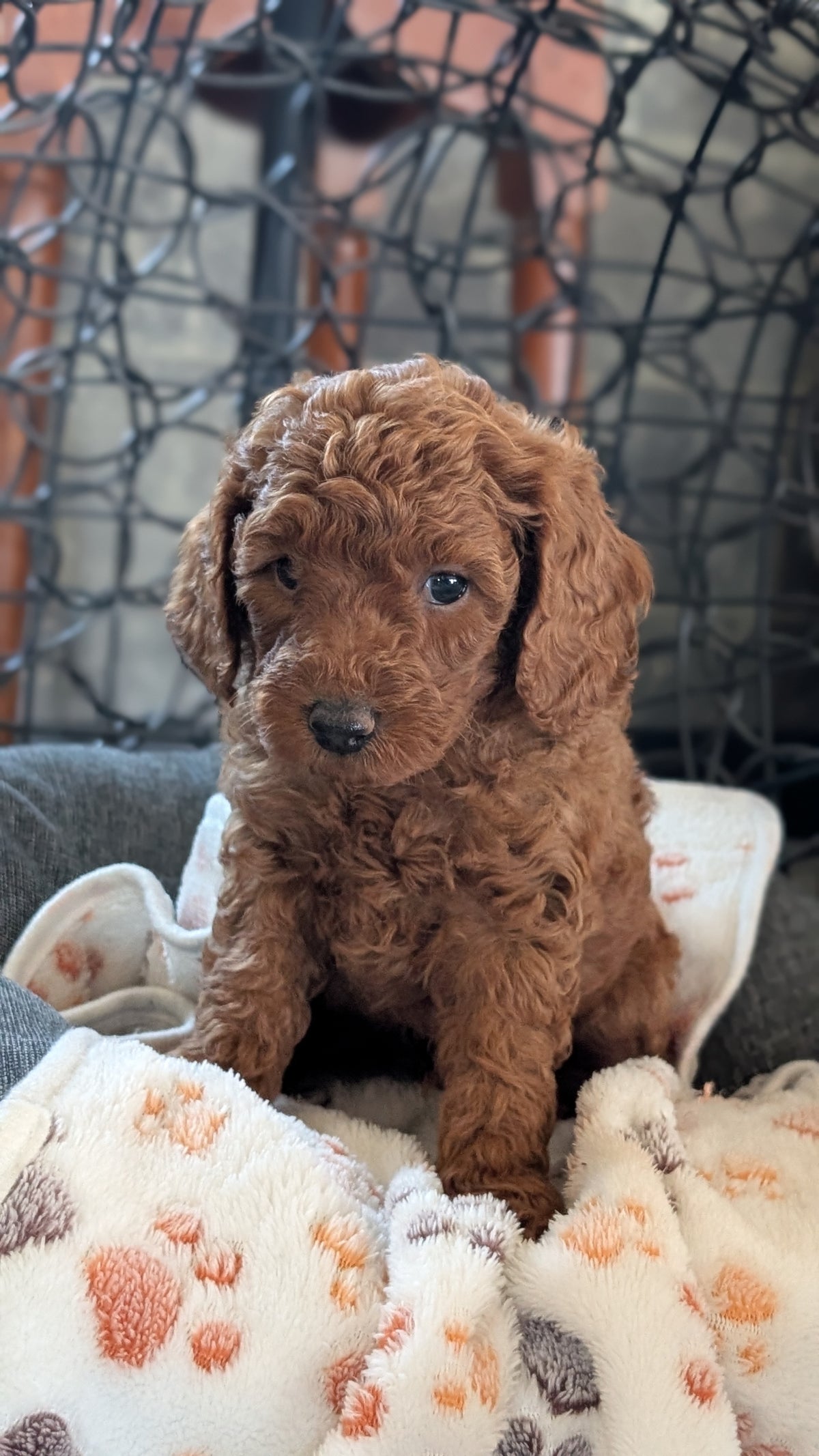 TOY POODLE (SEP 10) 4 MALES/2 FEMALES