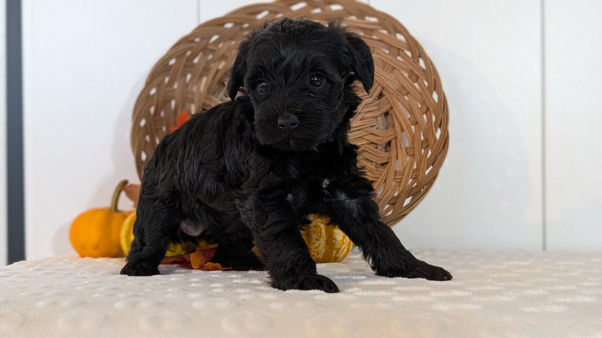 SCHNOODLE (SEP 03) 4 FEMALES/3 MALES