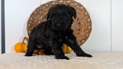 SCHNOODLE (SEP 03) 4 FEMALES/3 MALES