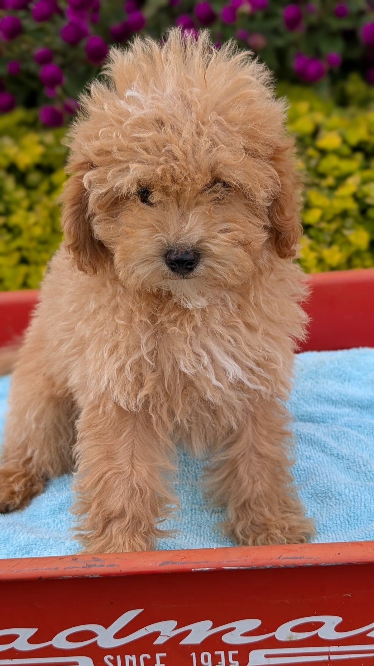 MINI POODLE (JUN 21) 4 MALES